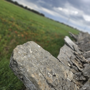 Azienda Agricola Biologica